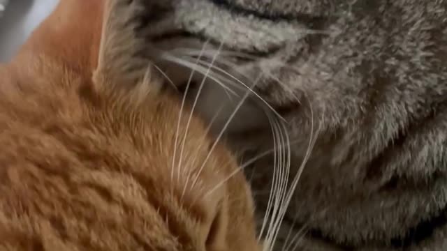 When Cats Fall in Love #25
