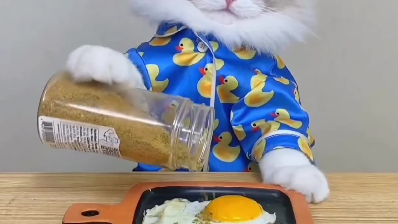 Cat is cooking meal for all