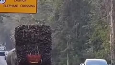 Elephant stops trucks hauling sugarcane in Thailand to inspect the cargo