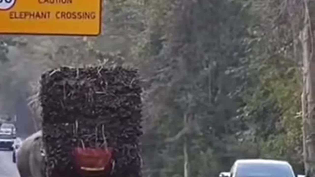 Elephant stops trucks hauling sugarcane in Thailand to inspect the cargo