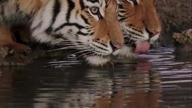 Tiger animal animal world