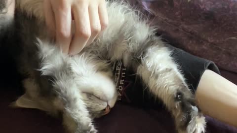 Maine Coon Kitten - Sleepy Sancti is Zonked.