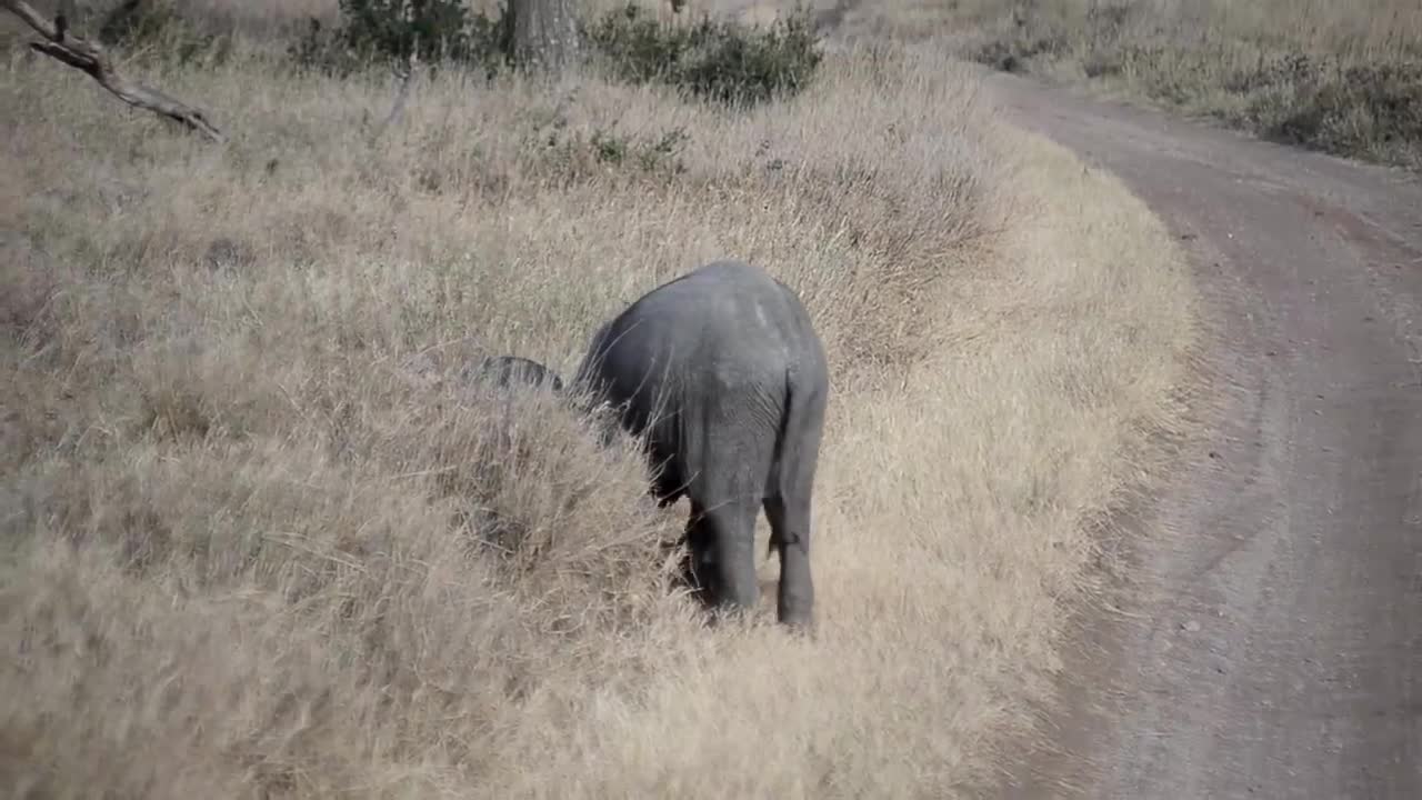 Baby elephant throwing a tantrum