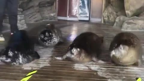 March of the Seals