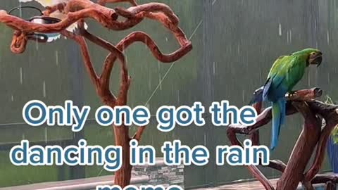 Only one got the dancing in the rainmemo