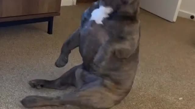 The dog enjoys dancing