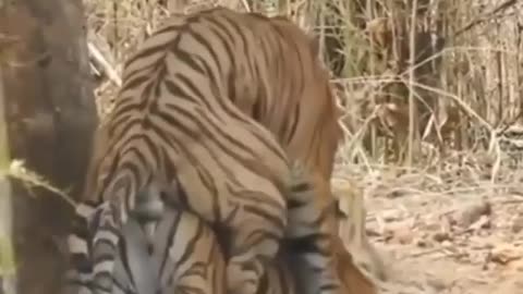 Wildlife in closer view with a natural perspective. Tiger