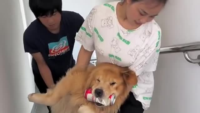 #dog_beauties #cutedog #funnydog