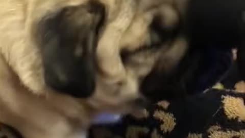 Pug itching her nose