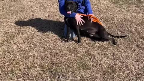 #20 female black lab Feb2022