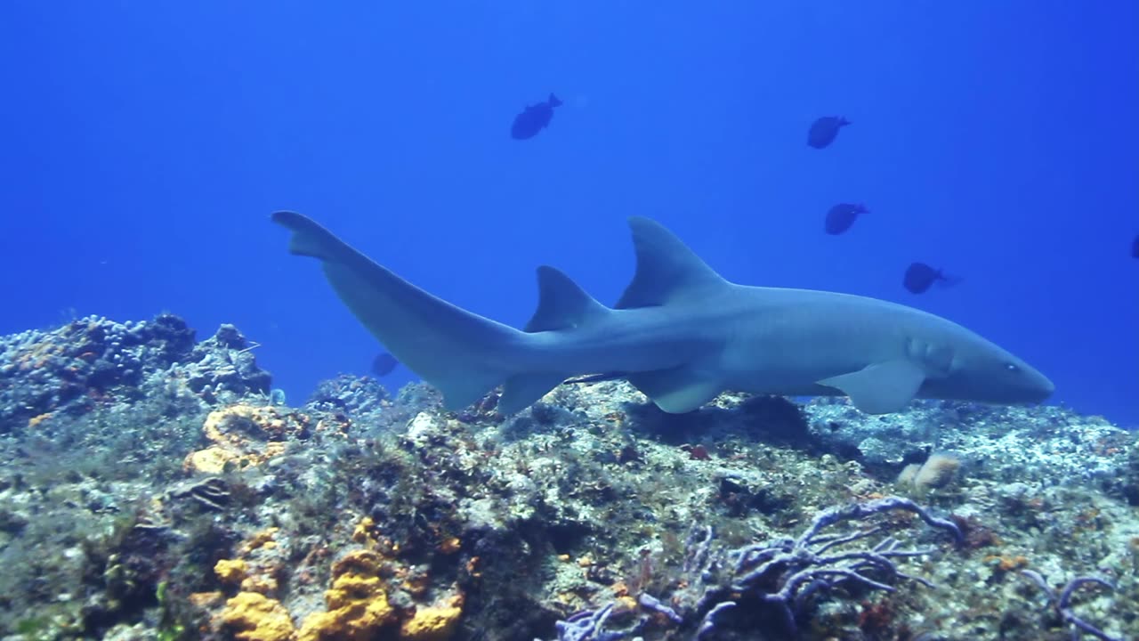 shark swimming