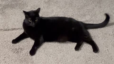 Adopting a Cat from a Shelter Vlog - Cute Precious Piper is a Sweet Lovely Long Black Kitty