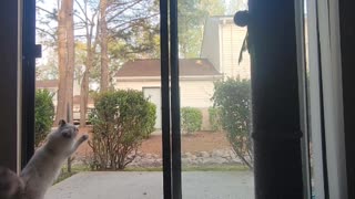 Otto the Cat Climbs up Screen Door