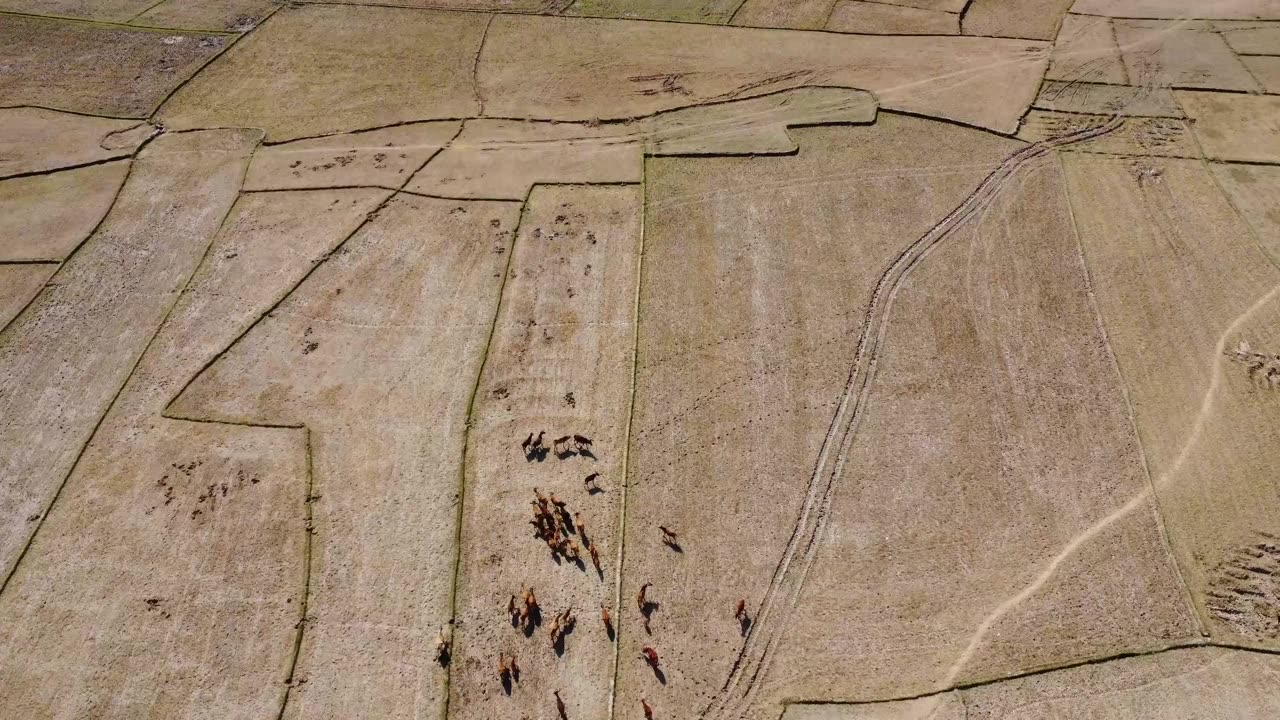 Idyllic Cow Herd on the Farm