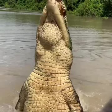 Original Jumping Crocodiles