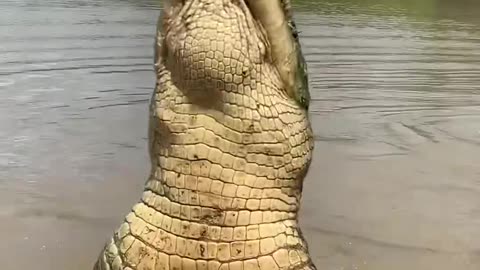 Original Jumping Crocodiles