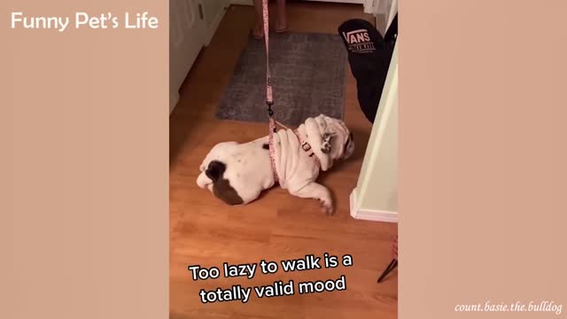 Dogs are crazy The funniest dog video funny dogs