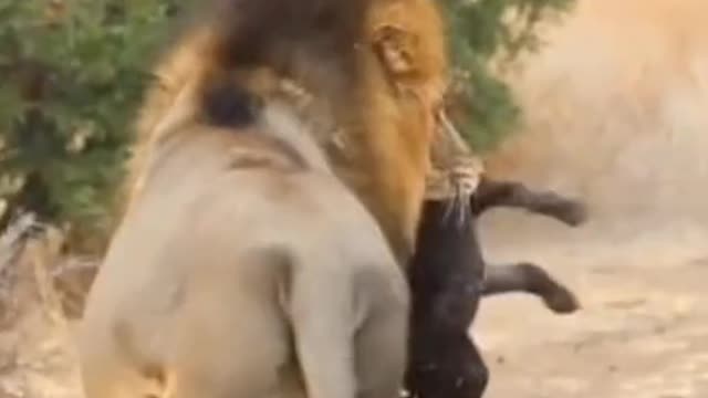 The lion is killing its prey