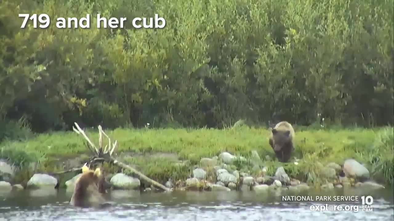 32 Chunk, 435 Holly and More are Back for the Fall Feast | Best of Bear Cam