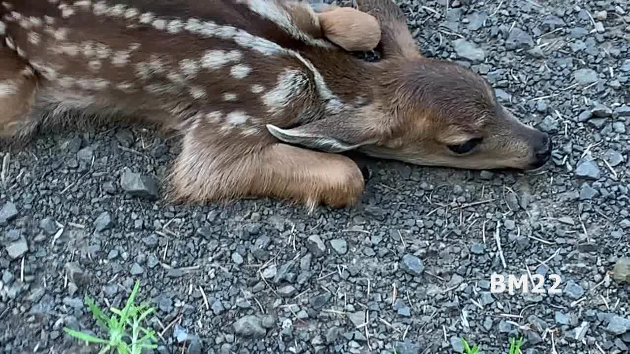 Baby Deer Laying in the Road