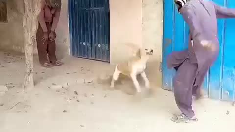 New funny dog 🐕