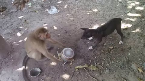 Monkey vs Dog