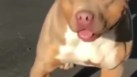 Pitbul dog