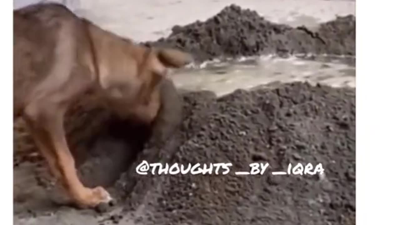 Funny dogs funniest video