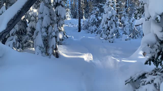 Alpine Snow – Central Oregon – Swampy Lakes Sno-Park – 4K