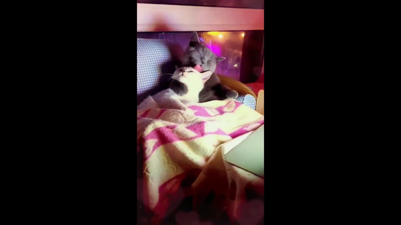 cat video