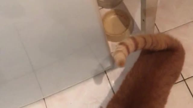 angry cat