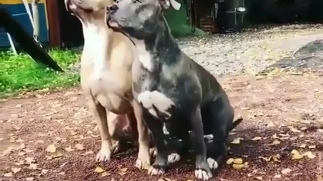 training puppy