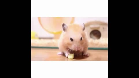 Cute little hamster