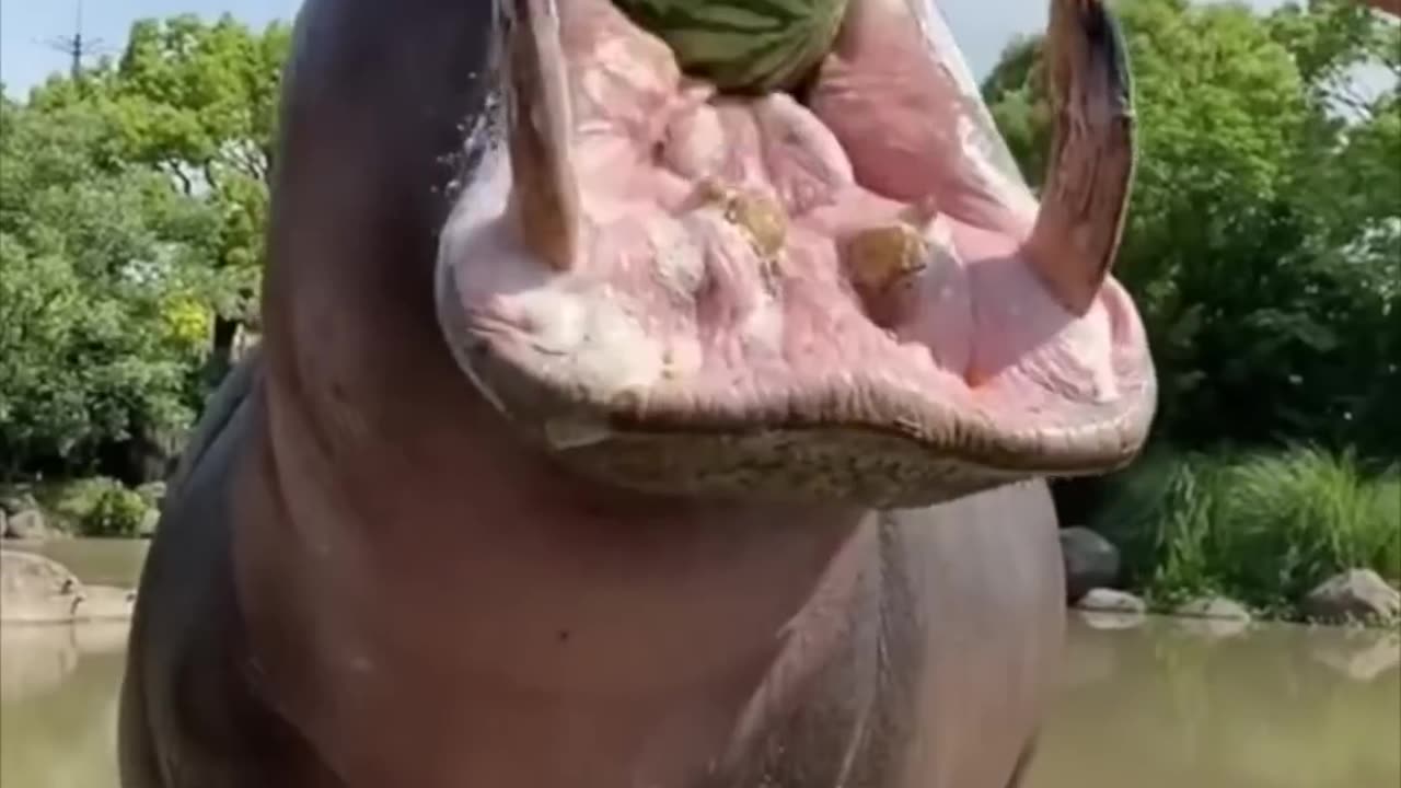 Hippopotamus 🦛 The Most Dangerous Animal On The River