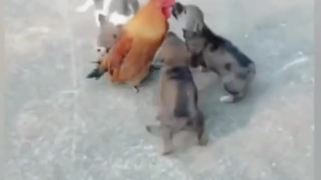 Chicken and dog funny fight in 2022||