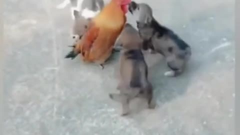 Chicken and dog funny fight in 2022||