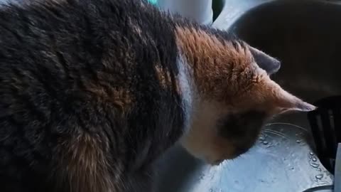 My cat Rosie playing with water!