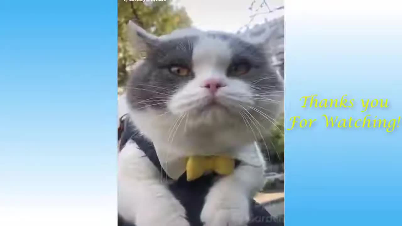 funny animal videos