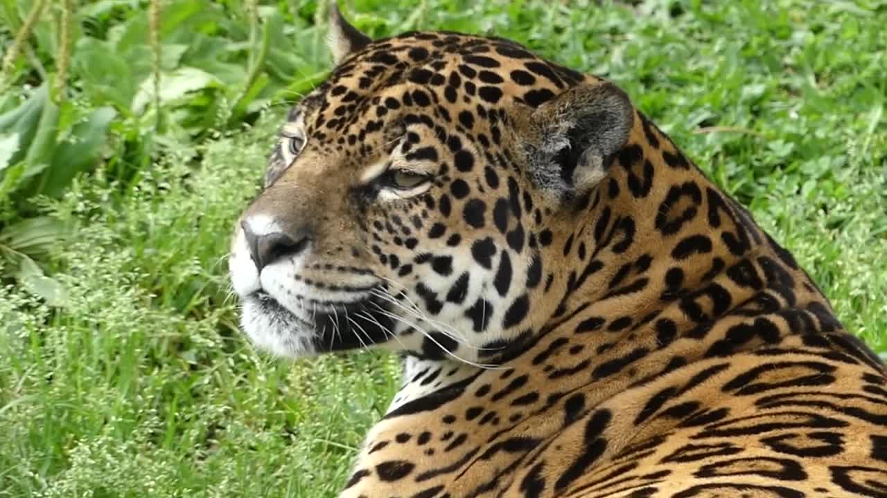 BRAZILIAN JAGUAR. YOUR TV SHOW CAN B.S.