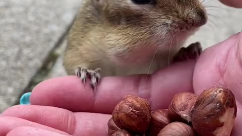 12 nuts in one pouch!