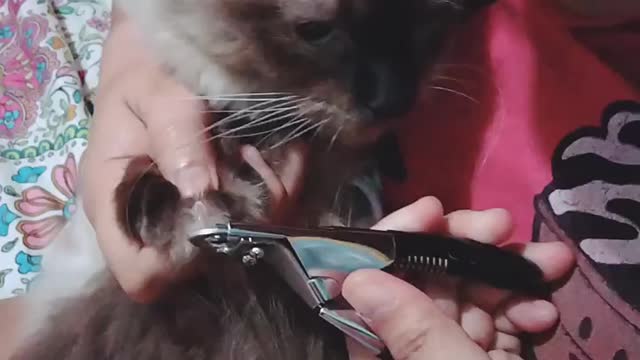 Cute cat cutting nails