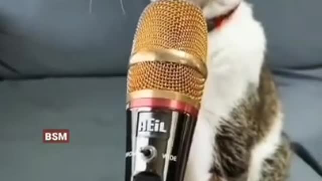 Most fUnny video๐๐๐please try not to laugh๐๐๐#shorts#video#short video#funny cat