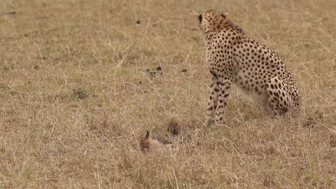 [!!Shaky Video!!] Cheetah playing with baby gazelle before eating it-5