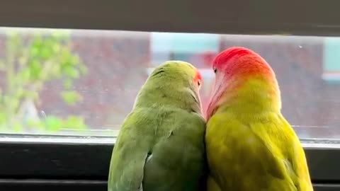 Love birds