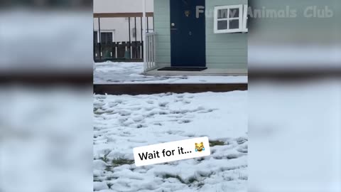 Funny animals 2022