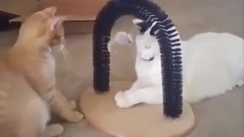 funny cats