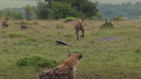 Hyena Lion Conflict 1-2