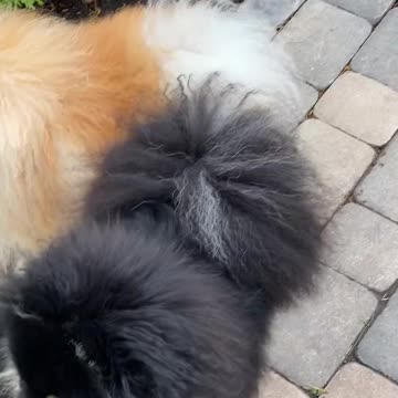 Very cute little puppies