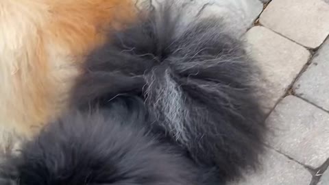 Very cute little puppies