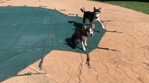 Husky Finds Portal to the Pool